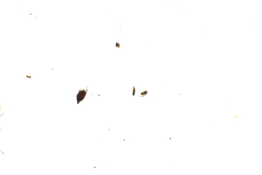 Image 63